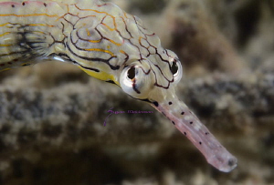 You lookin at Me?!!   Network Pipefish by Suzan Meldonian 